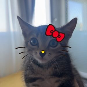 Meet your Posher, Rayan